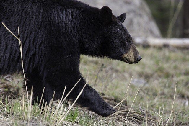 A black bear