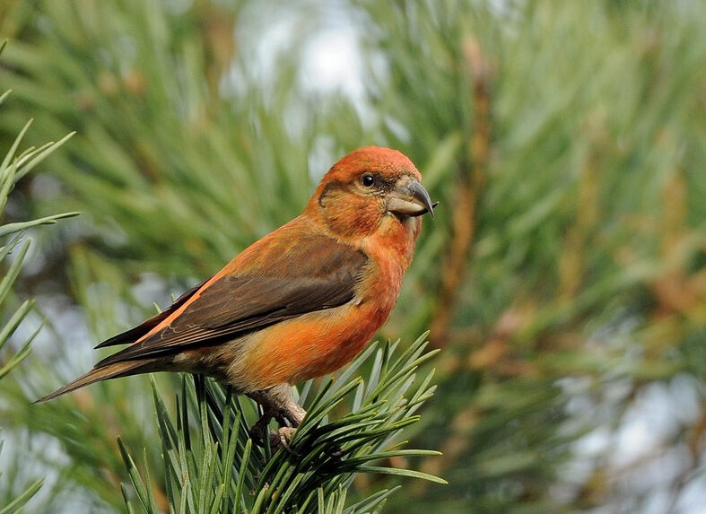 Common Crossbill