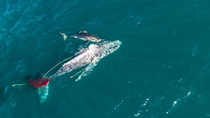 Inusual: graban por primera vez cómo un tiburón blanco ataca y devora una ballena jorobada