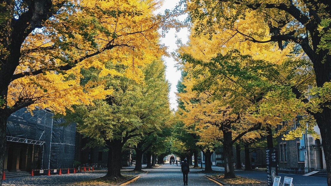 Arboles trees