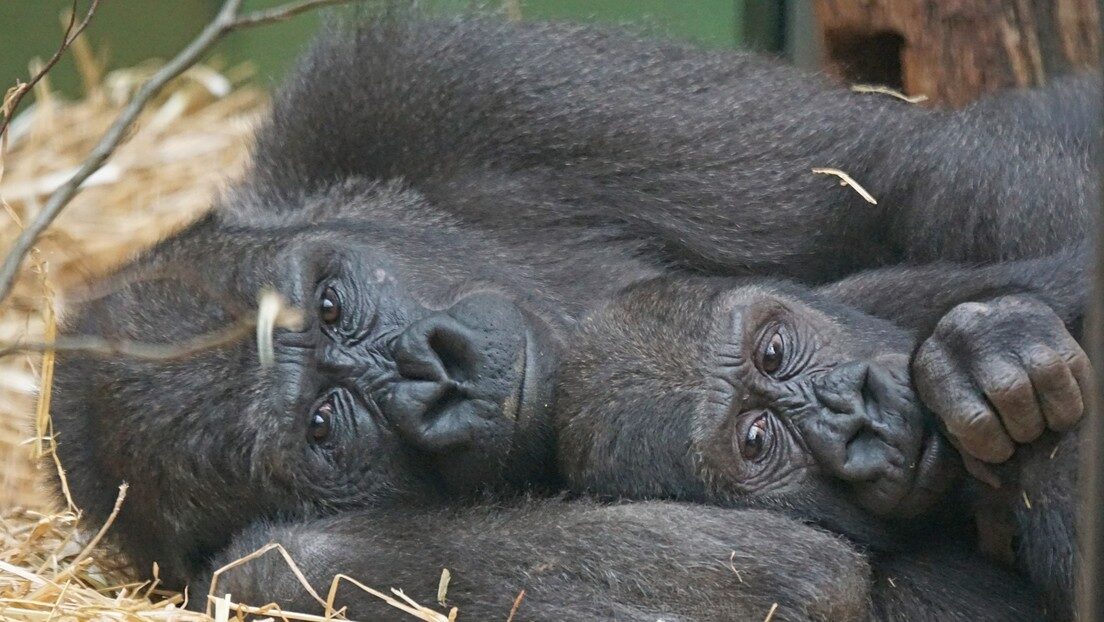 gorilla