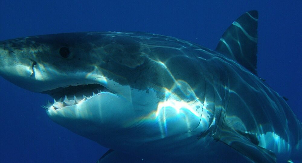 Shark
