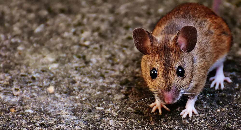 Roedor de Hispanoamérica establece todo un récord mundial por vivir en altas alturas