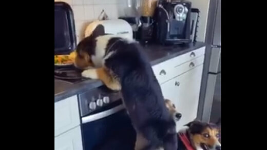 dogs stealing food