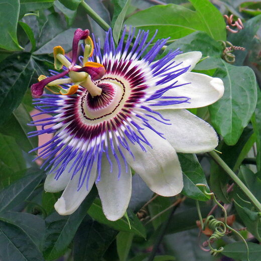 Clic para aumentar Passion