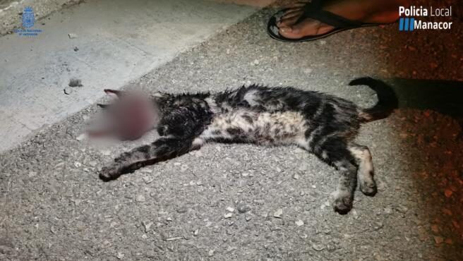 Detienen a dos jóvenes por torturar y matar a un gato en Manacor, España