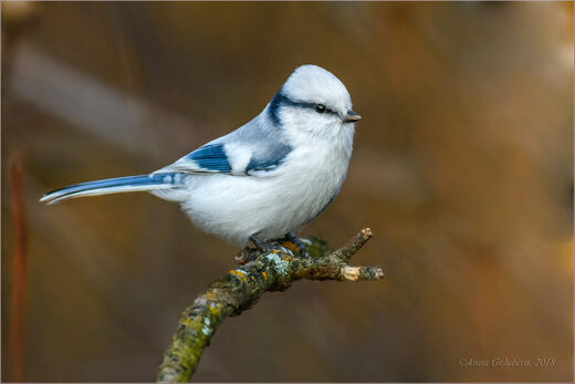 Clic para aumentar Parus cyanus hyperrhiphaeus