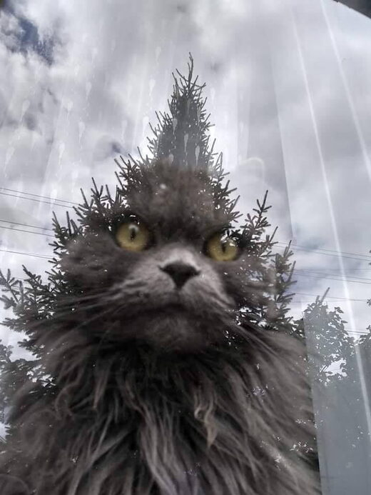 Clic para aumentar Cat tree