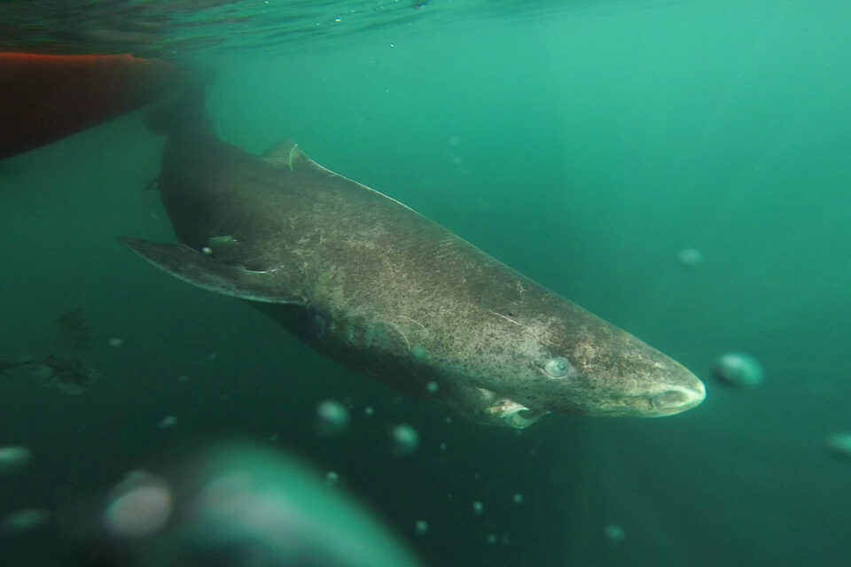 El tiburón más viejo del mundo vive en Groenlandia y es posible que tenga más de 500 años
