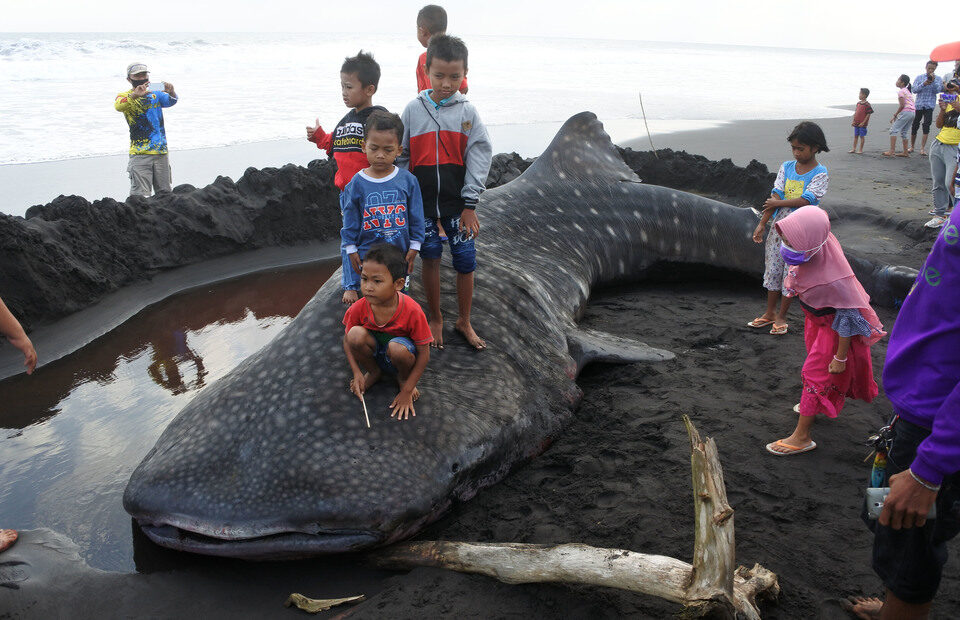 Children play on the carcass of a stranded whale shark in Kencong subdistrict, Jember, East Java, on August 30, 2020