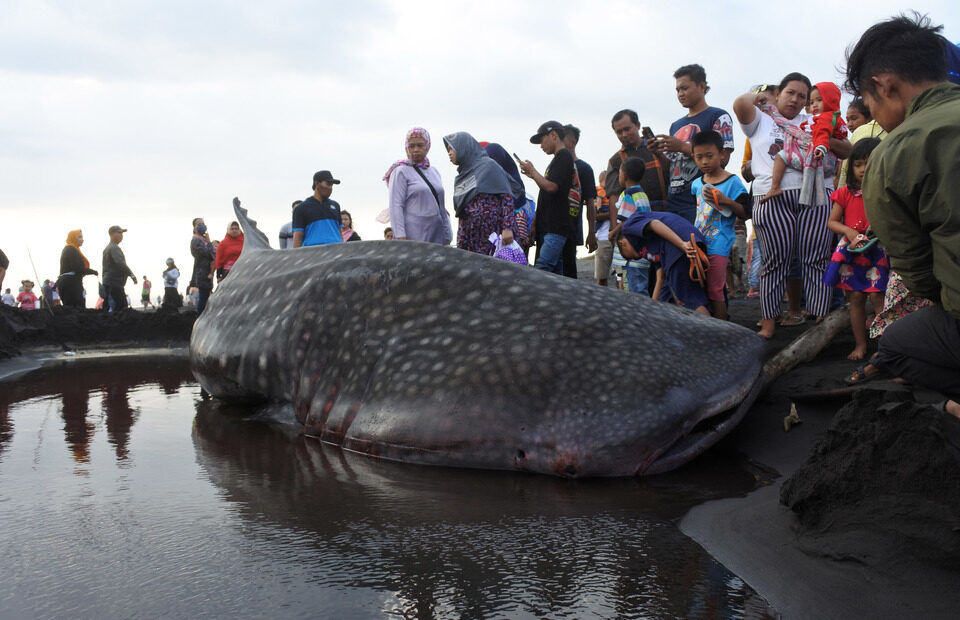 Curious villagers stand near a dead whale shark washed up onshore in Kencong subdistrict, Jember, East Java, on August 30, 2020.