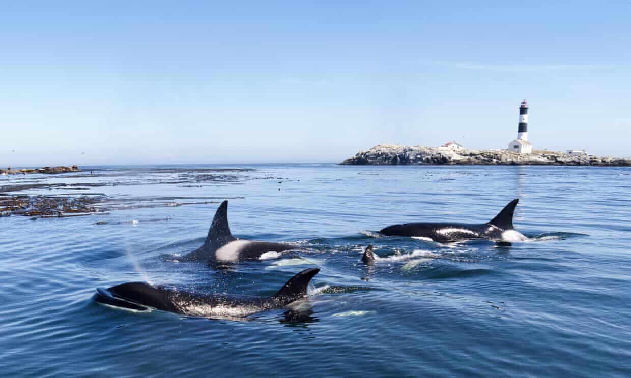 In the deep: a pod of highly intelligent killer whales, or orcas.