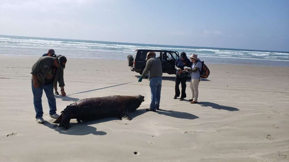 One of the 137 dead sea lions is seen on the beach in Baja California Sur state.