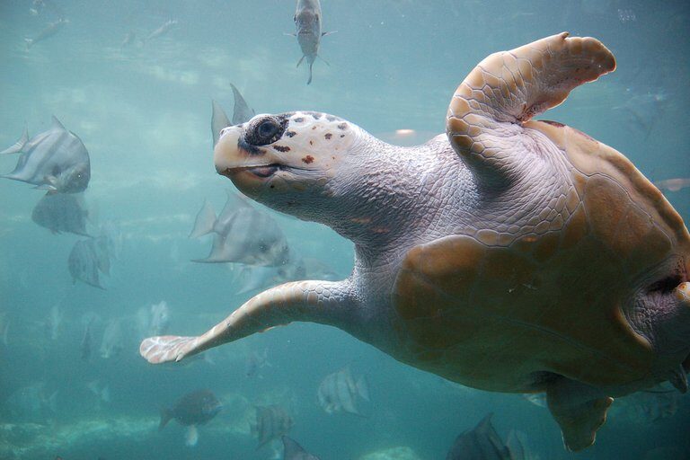 Ciertas Bacterias pueden aportar el sexto sentido magnético de algunos animales según estudio