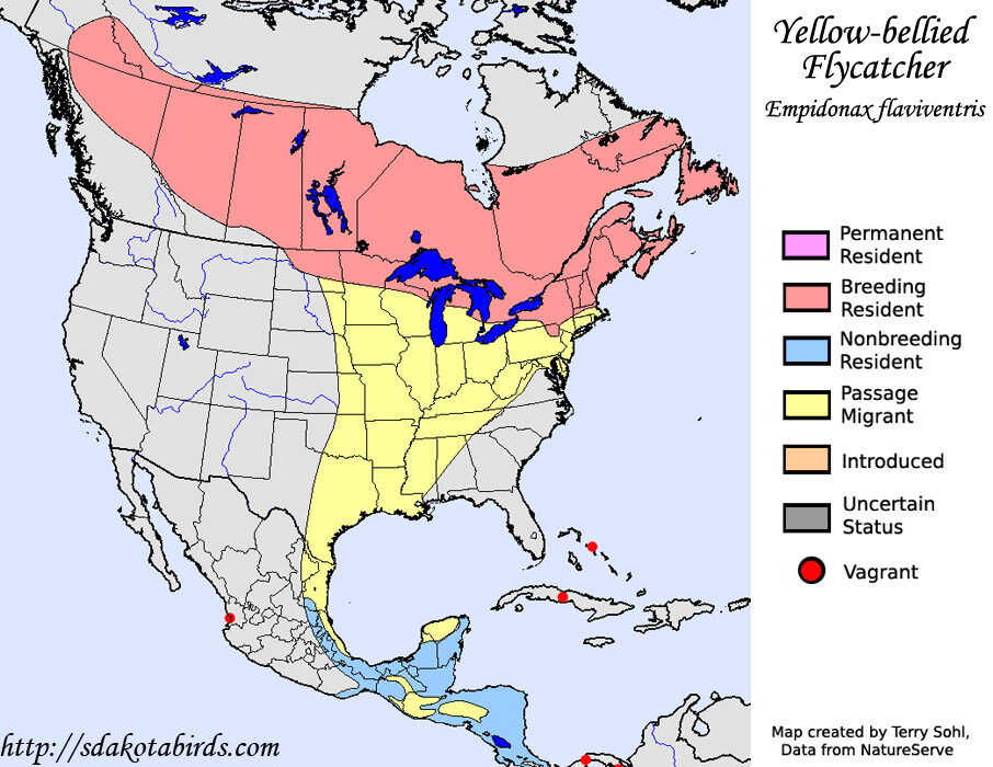 Yellow-bellied Flycatcher - Species Range