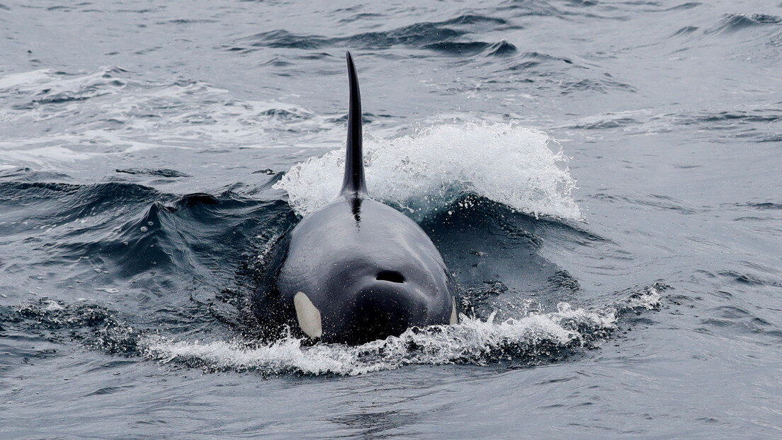 Ballenas orca