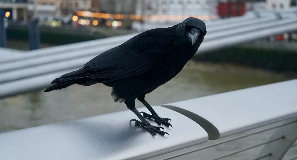 Clic para aumentar aves