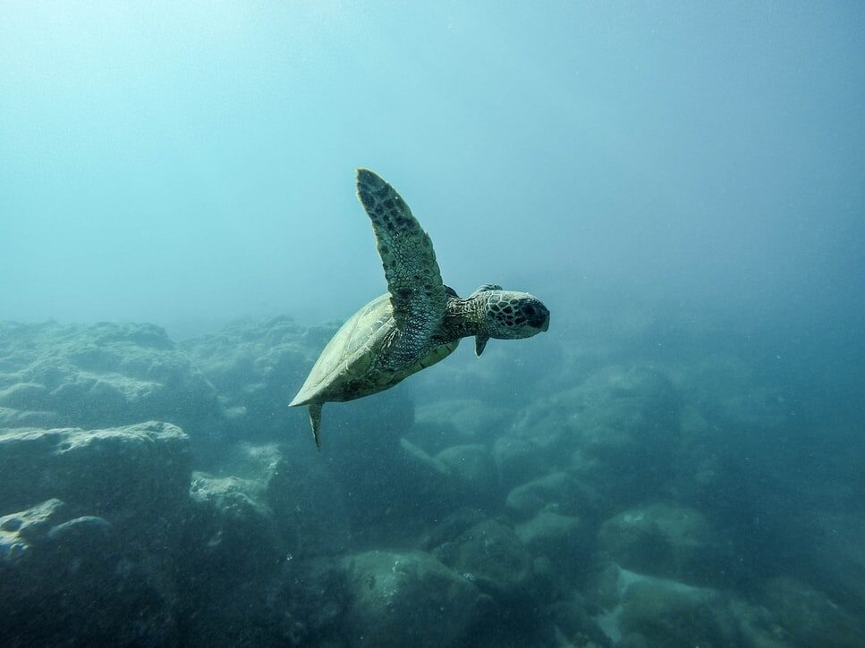 Turtle ocean