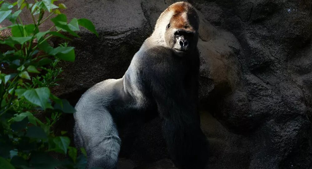 Una cuidadora del zoológico de Madrid ha sido hospitalizada tras sufrir el ataque de un gorila