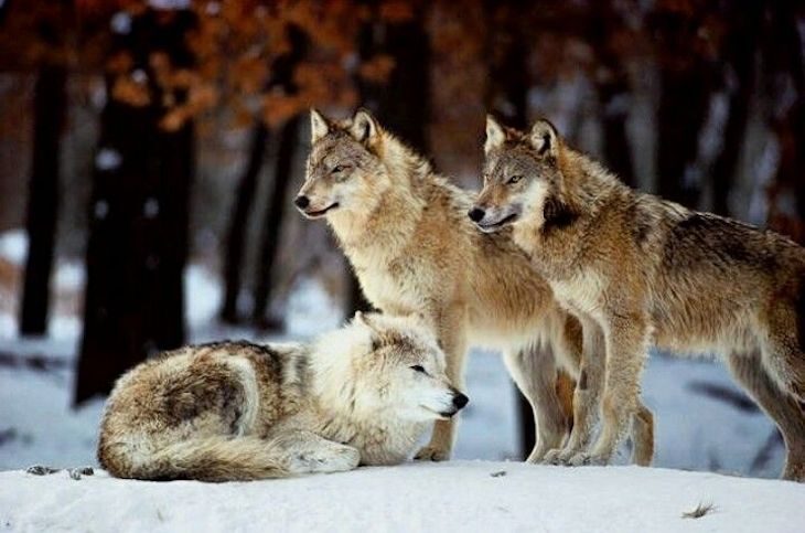 Estudio: Los lobos han cuidado de su manada desde hace 1,3 millones de años
