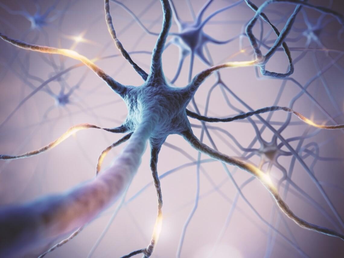 neuronas