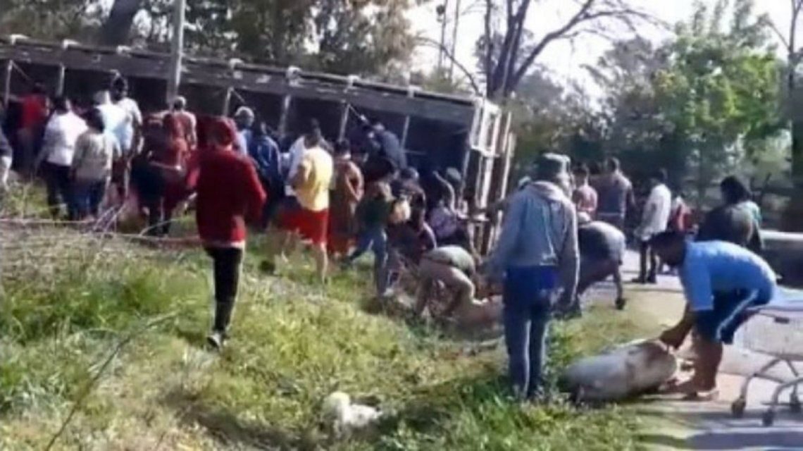 Volcó un camión con cerdos en Pilar, Argentina, y vecinos los carnearon en plena calle