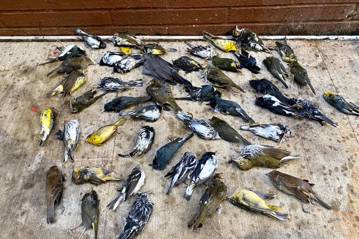 Some of the 400 birds Stephen Maciejewski collected in Center City Philadelphia Oct. 2,