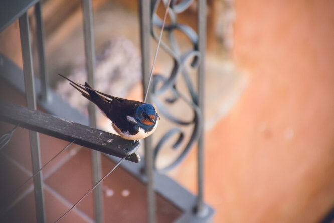 Swallows usually migrate in September but the mild start to October has left them stuck in the Lot in southwest France