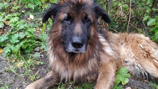 Un perro sobrevive tras ser sacrificado escapa de su tumba y va a buscar a sus dueños en Rusia