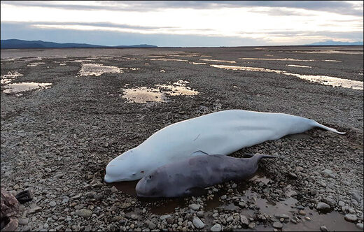 Inspector ruso salva a ballenas belugas que estaban varadas en la desembocadura de un río