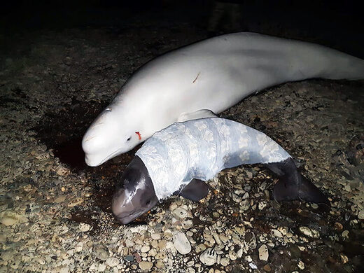 belugas salvadas,Rusia