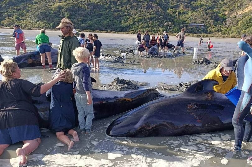 Nineteen pilot whales are dead after an overnight stranding near Coromandel’s Colville Bay