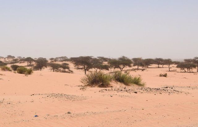 Arboles en el desierto