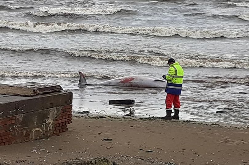 Two whales have washed up in East Lothian this week