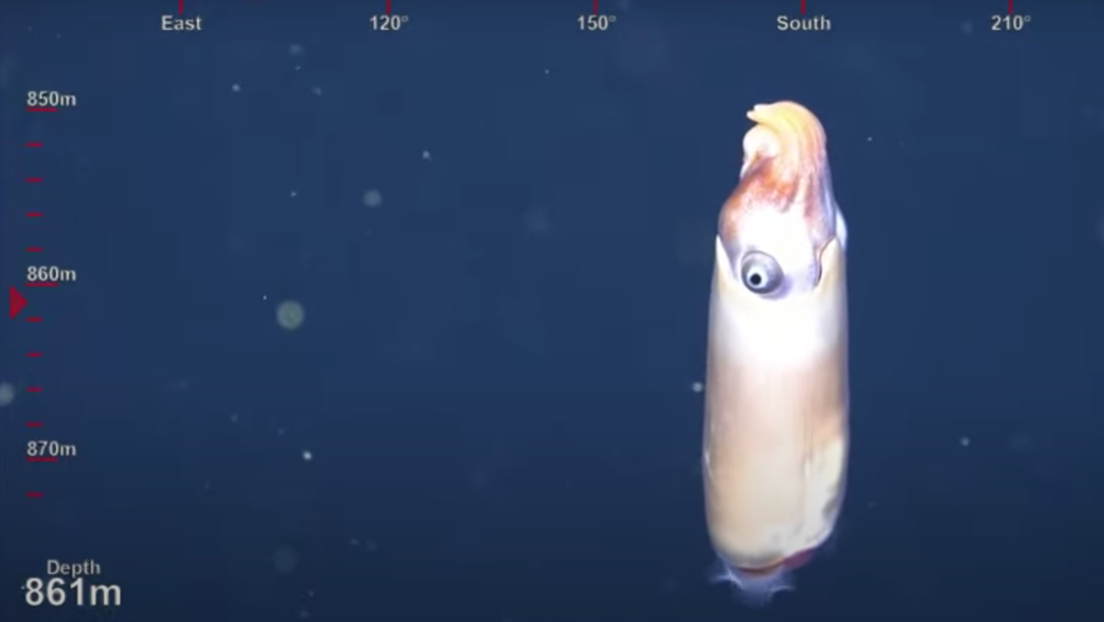 calamar extraño