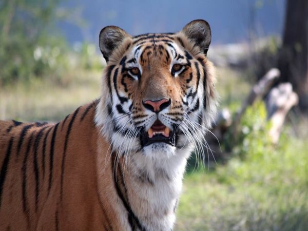 Tiger kills fisherman in Bengal's Sundarbans [Representative image