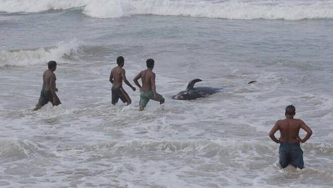 Sri Lankans attempting to push a beached whale back to deep waters in the Indian Ocean in Panadura, on outskirts of Colombo, Sri Lanka on November 3.
