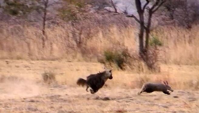 Captada la persecución de una hiena a un cerdo hormiguero (con final inesperado)