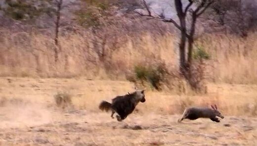 Captada la persecución de una hiena a un cerdo hormiguero (con final inesperado)