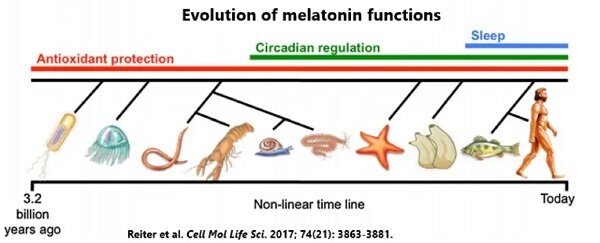 La melatonina tiene una larga historia, pero sus funciones se fueron ampliando con el tiempo