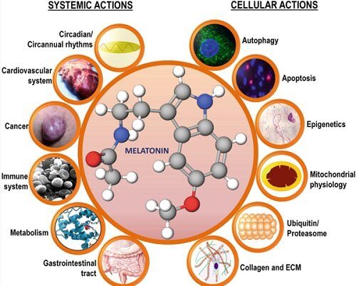 melatonina