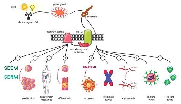 La melatonina reduce el riesgo de cáncer por múltiples vías. Fuente: https://www.researchgate.net/publication/322140649_Melatonin_and_breast_cancer_Evidences_from_preclinical_and_human_studies