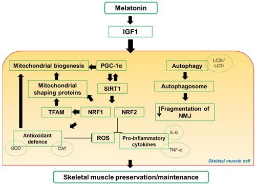 Vías por las que la melatonina mejora el tejido muscular. Fuente: https://www.ncbi.nlm.nih.gov/pmc/articles/PMC7072499/