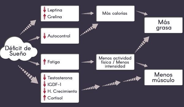 Dormir mal nos hace acumular más grasa y ganar menos músculo