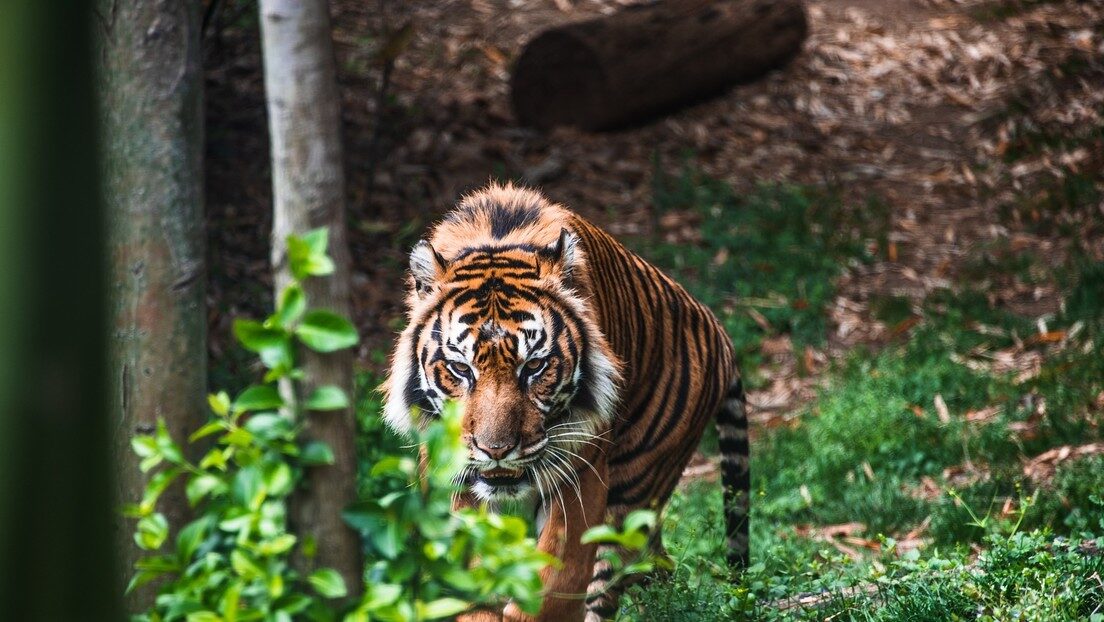Imágenes fuertes,tigre de Bengala,localidad india,cacería de personas