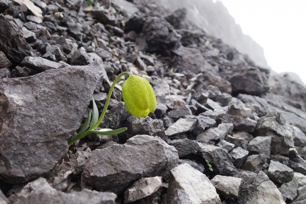 Clic para aumentar Fritillaria