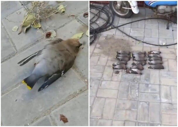 Every day waxwings are found dead or dying in the street in Baotou City