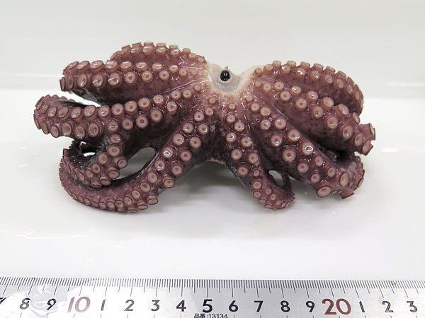 The nine-legged octopus was one among the four that the fisherman had caught. It measured a little more than 15 centimetres.