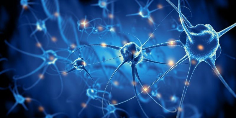 neuronas