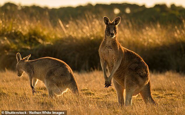A kangaroo attacked a female jogger and chased her to a house in a scene 'like a horror movie' which was blamed on her perfume driving the animal wild (file photo)